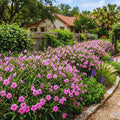 Set 6 Mexican Petunias Live Plants, Mexican Petunia Plants, Well Rooted, 5 to 7 Inc Tall, Shrub Plant Live for Growing Indoor Outdoor (Pink)