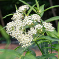 Set 3 Milkweed Plants Live, White Milkweed Flower Live Plant for Outdoor Indoor Gardening, Well Rooted, 4''