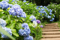 Blue Hydrangea Plant Live, 6 Inc to 12 Inc Tall, Shrub Bush Plant Tree for Garden