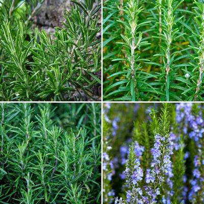 Set 3 Rosemary Plants, 3 to 6 Inch Tall Starter Plant, Without Pot, Rosemary Herb Plant for Garden