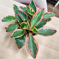 Peperomia Rainbow Plant, Green Pink Plant Houseplant, 4 Inc Tall, Suitable for Indoor Garden