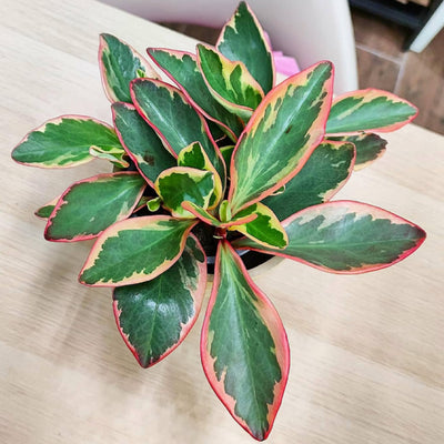 Peperomia Rainbow Plant, Green Pink Plant Houseplant, 4 Inc Tall, Suitable for Indoor Garden