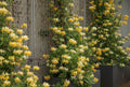 White Yellow Honeysuckle Fragrant Climbing Honeysuckle Plant Live Vine, Lonicera Perennial Honeysuckle Plants, 5-9 Inches, No Pot