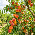 Peach Tree Live, Sweet Peach Tree, Fast Growing Fruit Trees, 1-2 Ft Tall