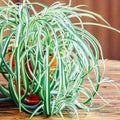 Curly Spider Plants Live Houseplants in 4" Pot, Airplane Live Plants Indoor Outdoor Decor and Planting