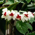 4 Bleeding Heart Plant Live 4–6 Inches, Shade Loving Perennial Flowers for Garden Beds, Borders or Landscape (White Red)