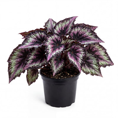 Trailing Begonia Plant Live, Rare Begonias Live Plant, 4-8 Inc Starter Indoor Outdoor Houseplant (Purple Green Begonia)
