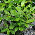 Bay Leaf Tree, Live Laurus Nobilis Plant in 4” Pot, 8-10" Sweet Bay Laurel Herb for Container or Garden Planting