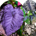 2 Black Colocasia Live Plants, Alocasia Elephant Ear Live Plant for Growing, 4-6" Tall, Cold Hardy, Indoor Outdoor Planting