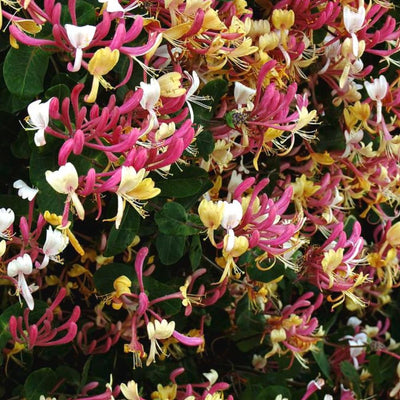 Honeysuckle Live Plant, Fragrant Honeysuckle Vines, Perennial Lonicera Bush for Outdoor Garden 3-6 Inches (Yellow Pink)