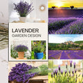 2 Plugs Lavender Plants Live Starter Plants 1-3" in Tall, Hardy Perennial Lavender for Garden and Landscape with Fragrant Purple Blooms, No Pot (Blue)