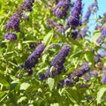Butterfly Bush Plant, Fragrant Buddleia Shub, Spring-Flowering Butterfly Bush 5-8 Inches (Dark Purple)