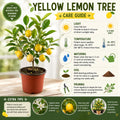 Live Yellow Lemon Tree, 3-5" Tall, Well Rooted for Planting
