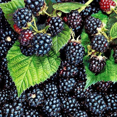 03 BlackBerry Bushes Plants Live, 4-6" in for Spring Planting, Outdoor Growing, High-yielding Blackberries Trees, (Thornless BlackBerry)