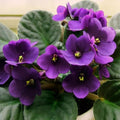 African Violet Plant, Live African Violet Flowers in 4'' Pot, Low-Maintenance Indoor Flowering Plant with Vibrant Blooms (Purple Blooms)