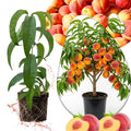 of Georgia Peach Tree Plant Live, Fruit Tree Plant, 1-2 Ft Tall