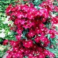Red Clematis Vine Plant Live for Planting, Red Velvet Fragrant Clematis Plant Live in 2.5 Inches Pot, Clematis Flowers Perennial