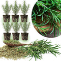 06 Rosemary Plants Live for Indoors, Fragrant Herbs Live Plant Indoor Outdoor Spring Planting, 4-8" in Tall, No Pot, (Fast-Growing Rosemary)