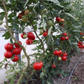Big Tomato Cherry Live Plant in 4 Inch Pot, Red Tomato Plants Live 8-10 Inch Tall, Vegetable Plant for Planting Outdoor Indoor