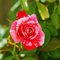Red White Rose Plant Live, Rose Bush Shrub Plant, Climbing Rose Flower Plant, 2.5 Inc Potted