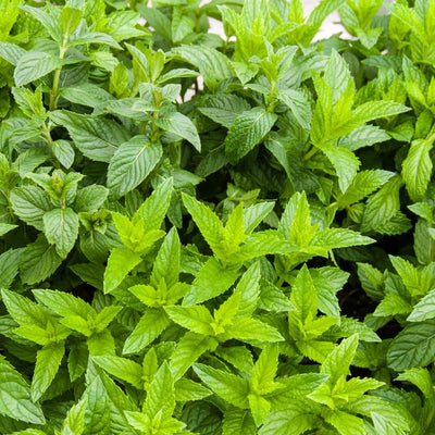 Set 4 Spearmint Plants, 4 to 7 Inch Tall Fresh Herb Starter Plant, Without Pot, Live Spearmint Plant for Patio and Garden, Culinary Herbs Fragrant Leaves