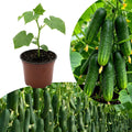 Live Marketmore Cucumber Plant, 4-6" Tall