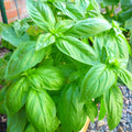 4 Live Basil Plants Sweet Basil Plants Live from 4 to 6 Inc Tall, Basil Plant Live Pot