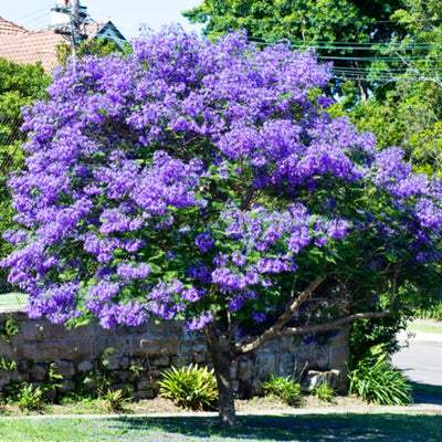Blue Jacaranda Tree Plant, 6-8" Tall Violet Jacaranda Mimosifolia Purple Flowering Tree for Landscaping and Gardens, Well-Rooted 1 Year Old
