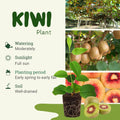 Set 2 Kiwi Plants Live Male, Hardy Kiwi Vine Well Rooted, Kiwi Tree Live Starter Plants, 5-8" Tall