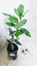 8-12" Bay Leaf Live Plants in 4" Pot, Bay Leaf Tree, 1 Year Old Sweet Bay Laurel Herb Plant, Laurus Nobilis Plant for Growing Indoor Outdoor