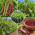 Live Red Bean Plant, Bean Bush Plants, 3-5 Inches Tall