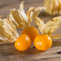 Cape Gooseberry Live Plant, Sweet and Tangy Yellow Berry, 7-10" Tall in 4 Inch Pot, Gardens and Containers Planting