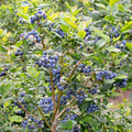 Blueberry Plants Live for Planting, Northern Blueberries Bush in 4 Inches Pot, Starter Plant from 4 to 7 Inches Height for Edible Garden