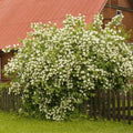 Mock Orange Bush, Philadelphus Shrub Live Plant, Sweet Fragrant Mock Orange Plants Tree Live in Pot, 5-8 Inc Tall