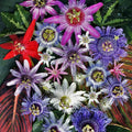2 Abundant Bloom Mix Random Single Color Passion Flower Plants Live, Passiflora Live Plant for Trailing, Climbing Trellis Outdoor, 5-9" in Tall, Perennial, Fragrant