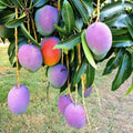 Sweet Mango Tree Live Plant, 10-14" in Tall, Mango Plant Live for Planting Home Garden, in Pot, Well-Rooted Tropical Fruit Tree