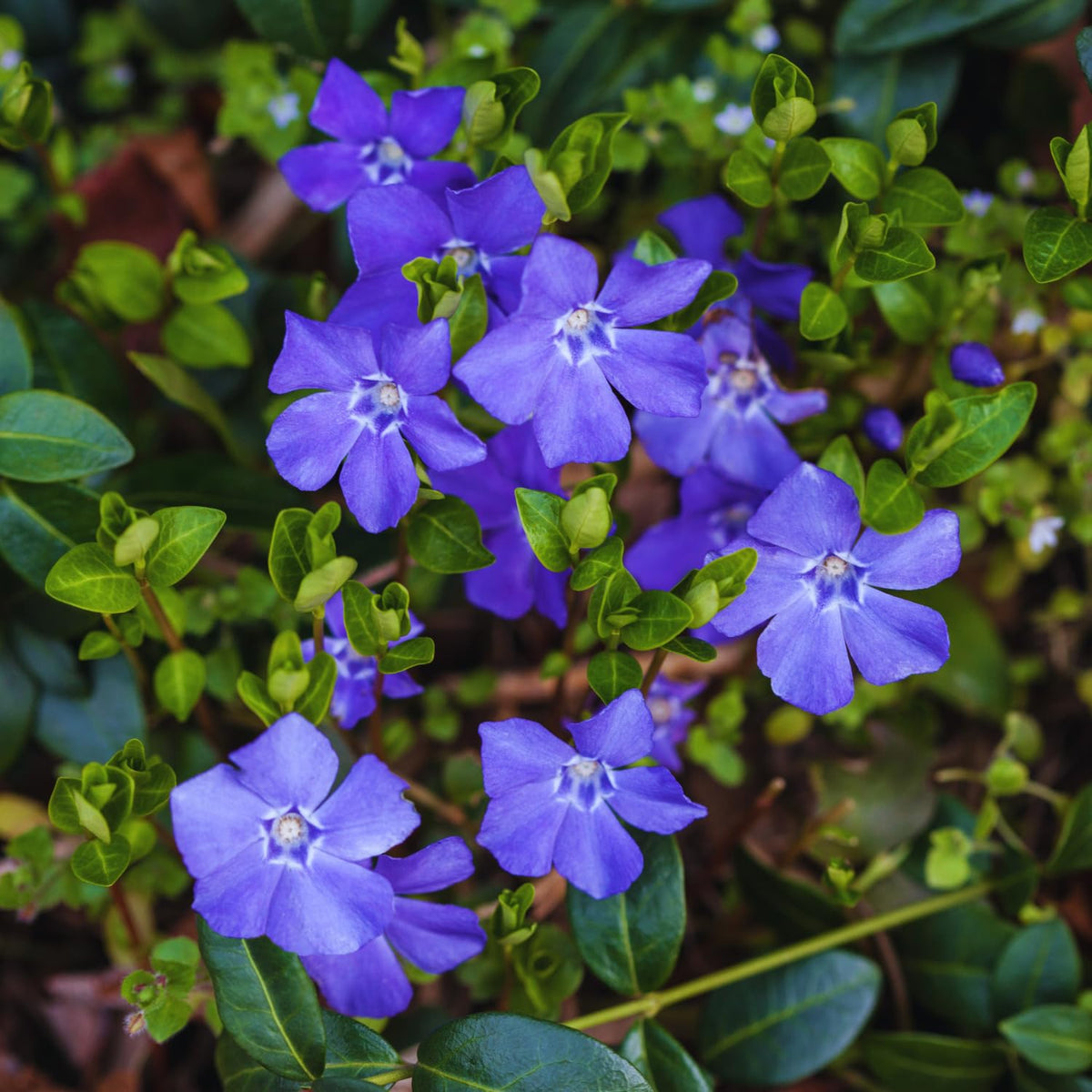 24 Vinca Plants Live for Planting, Periwinkle Plants Live for Planting, Vinca Minor Ground Cover Vine Bare Roots, 6 Inc - 10 Inc Tall