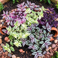 02 Wandering Jew Plants Live Houseplants, Starter Plants in 2in Pot, Tradescantia Live Plant, Very Fast-Growing, Mix Pink and Purple