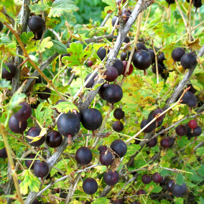 Black Velvet Gooseberry Live Plant, 5-7 Inch Starter Plant in Soil, No Pot - Edible Berry Fruit Shrub, Hardy Outdoor Garden Plant