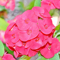 Euphorbia Milii Plant, Red Crown of Thorns Plant Live, Succulent Cactus Plant in 4 Inches Pot, Live Cactus Plant Outdoor Indoor