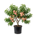 Peach Live Plant, Grafted Peach Plant 1 Feet Tall, Fruit Tree Well-Rooted for Planting (White)
