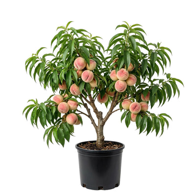 Peach Live Plant, Grafted Peach Plant 1 Feet Tall, Fruit Tree Well-Rooted for Planting (White)
