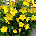 2 Yellow Mandevilla Plants Live, Mandevilla Live Plant for Garden, 4 Inc to 7 Inc Tall, Mandevilla Live Plant Pot, Live Mandevilla Vine Plants