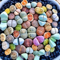 30 Rare Lithops Succulents Plants Live, Multicolor Lithops Live Plants Living Stone for Indoor Gardens