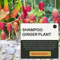 8 Red Awapuhi Shampoo Ginger Roots Rhizomes, 9 Months Old Roots, Fresh Zerumbet Zingiber Red Ginger Rhizomes Oudoor Planting, Pinecone Lily Ginger Flowers Cold Hardy