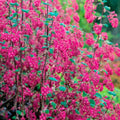 Live Currant Bush Plant Fast Growing, Ready Bear Fruit Within 1 Year - No NC, WV, NH, 6-14" Tall, Great for Backyard or Orchard Growing, Currant Plant (Blue)
