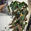 Philodendron Plant in 4 Inch Pot, Tropical Indoor Houseplant, Easy Care Foliage Plant for Home, Office, or Patio (Velvet Philodendron)