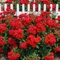 Mini Rose Plant Live, Miniature Rose Bush in 3.5" Pot, Spring Blooming Mini Rose, 4–5" Tall, Indoor Outdoor Flowering Plant for Home Garden (Red)