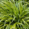Golden Japanese Grass Plant, Perennial Grass Starter Plant Live, Outdoor Planting 5-8 Inches