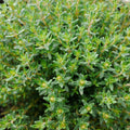 Pack of 2 Thyme Plants Live, Green Thyme Live Plant, Edible and Fragrant Herb, 5 to 7 Inches Tall, Ideal for Garden and Container